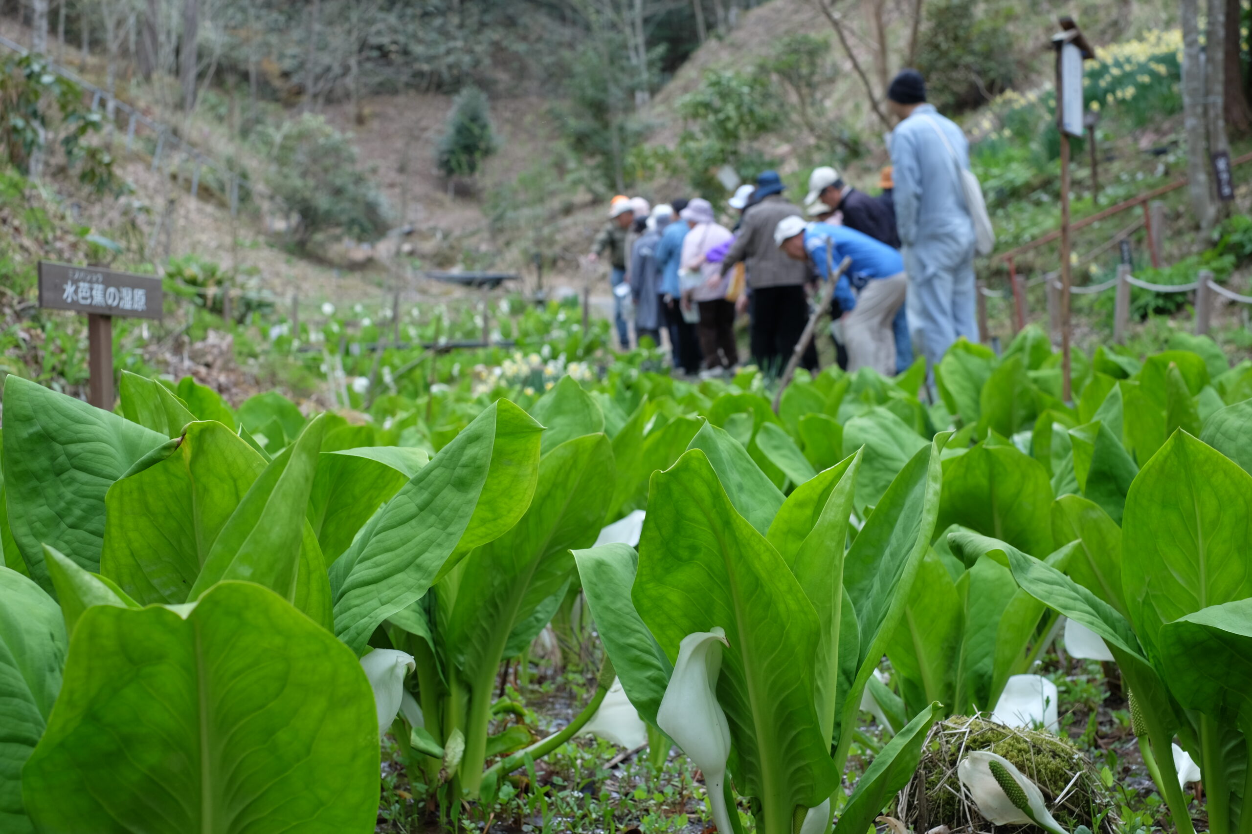 山野草のエキ