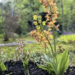 マルタガーデン